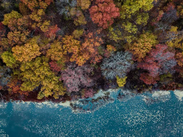 Blick von oben auf einen bunten Herbstwald am Seeufer